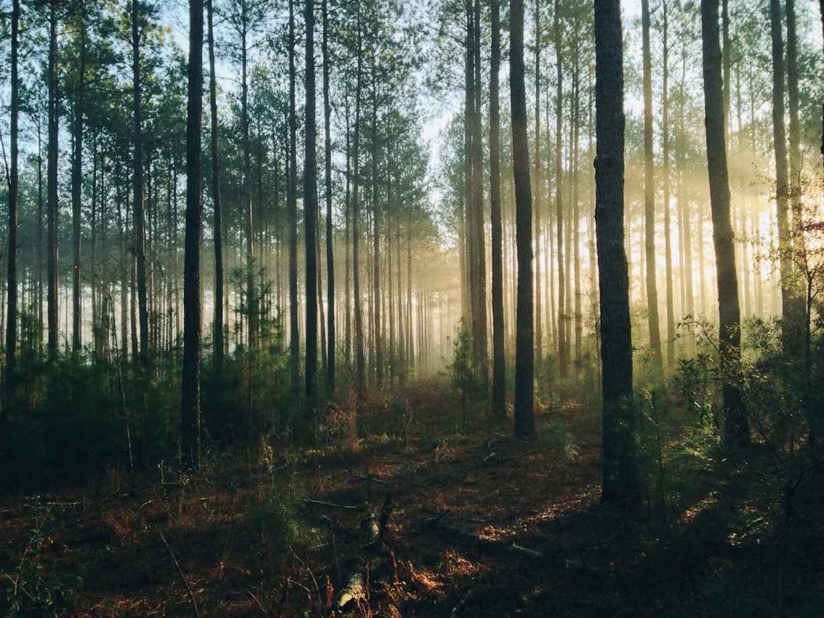 A forest in morning light