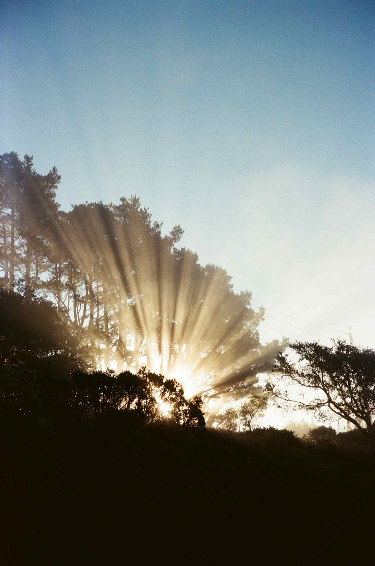 Sun rays through the edge of a forest